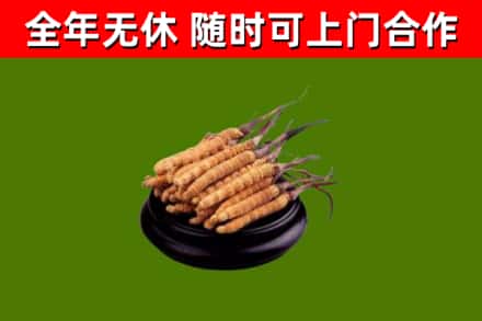 长治回收冬虫夏草